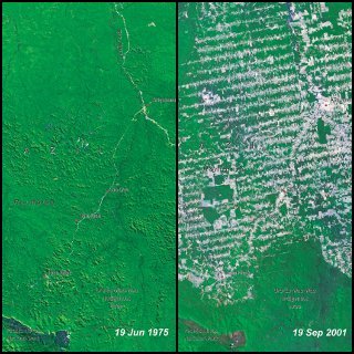 deforestation in brazil