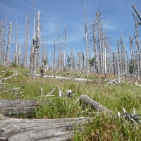 PCE bark beetle