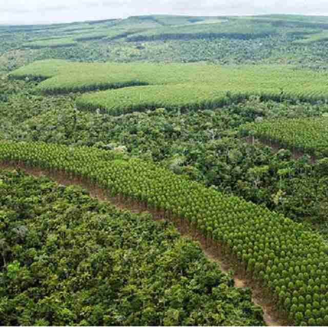 plantation forestry
