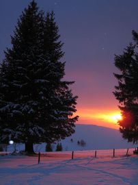 black forest spruce in the sun set