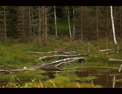 Beaver lake - small