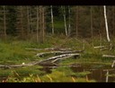 Beaver lake - thumbnail