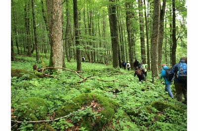 Core Zone of the Bavarian Forest National Park - small