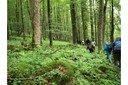Core Zone of the Bavarian Forest National Park - thumbnail