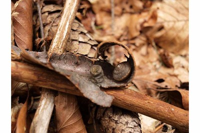 Forest Floor - small