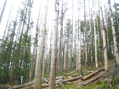 Spruce (Picea abies) Killed by Bark Beetle - small